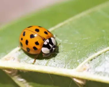 5 Ladybug Larvae Looks & Garden Benefits 5 Ladybug Larvae Looks & Garden Benefits