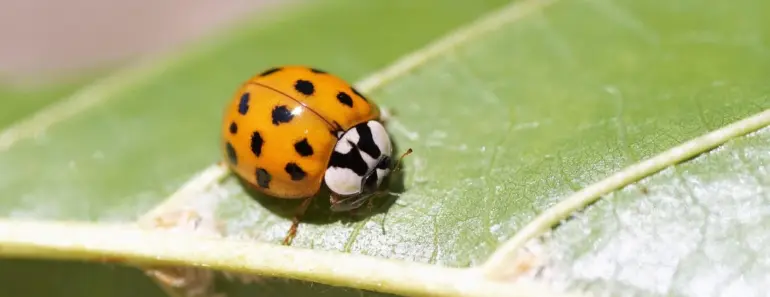 5 Ladybug Larvae Looks & Garden Benefits