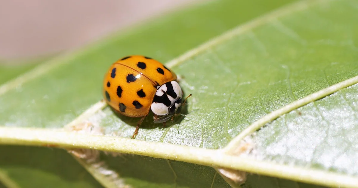 ladybug larvae benefits