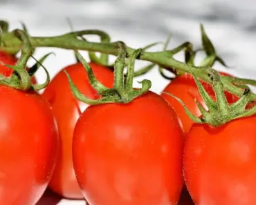 Should You Grow Tomatoes Direct or Indirect? 7 Gardener Tips Should You Grow Tomatoes Direct or Indirect? 7 Gardener Tips