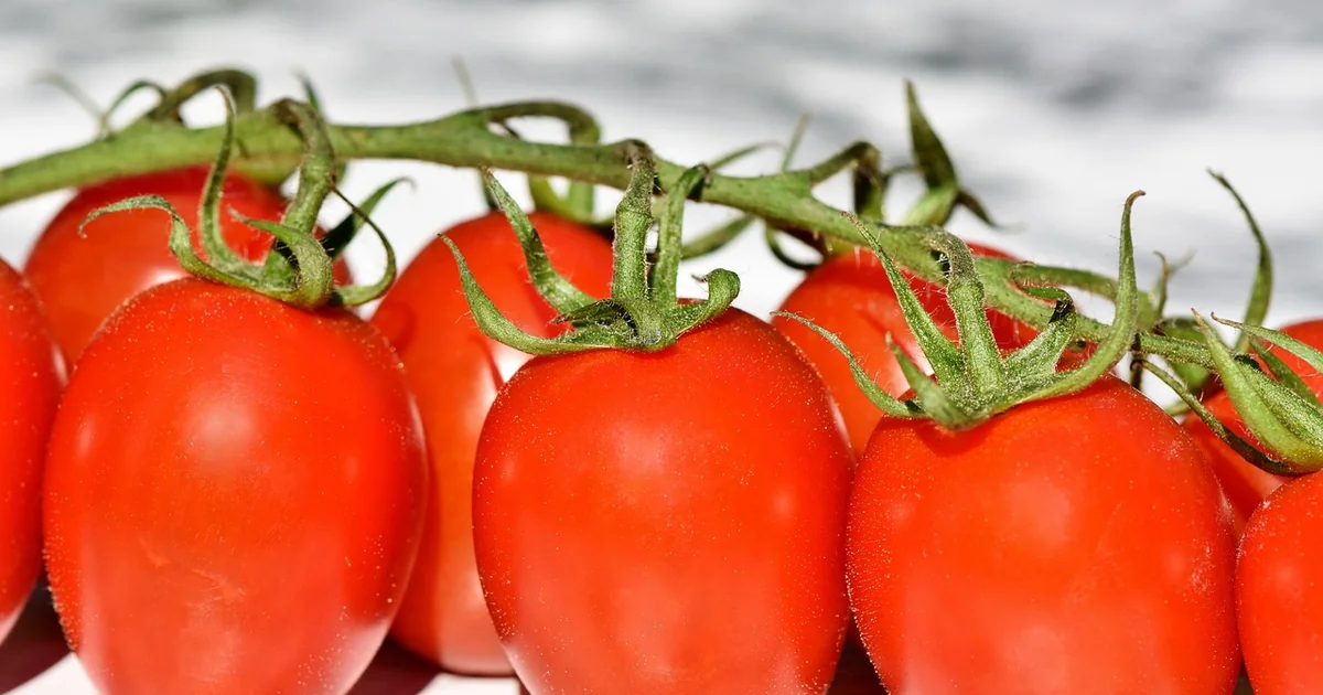 tomatoes direct sunlight