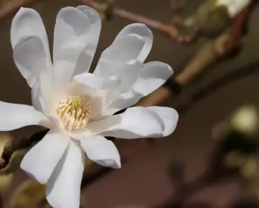 7 Best Compact Magnolias for Small Yards 7 Best Compact Magnolias for Small Yards