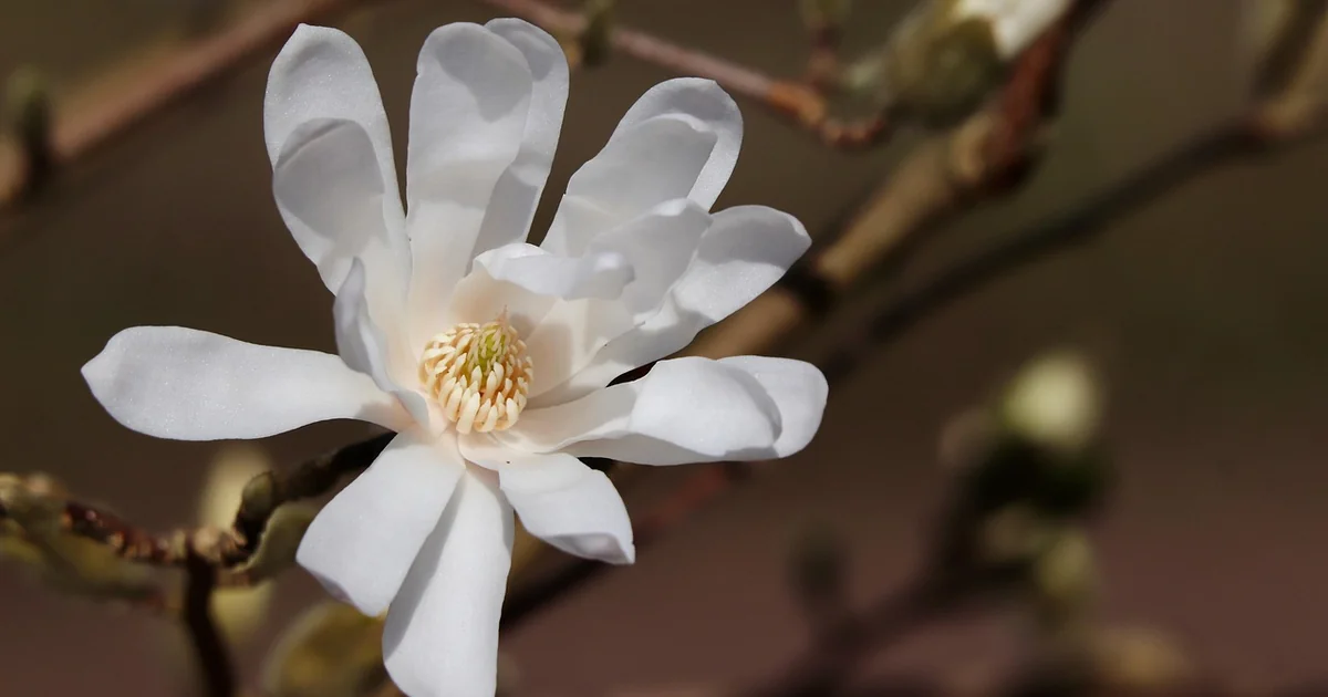 best compact magnolias