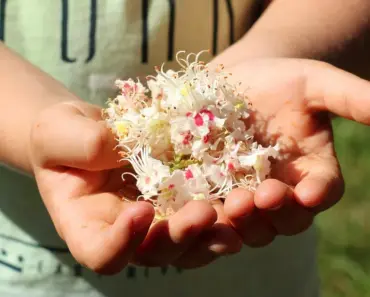 Deadhead These 7 Plants in May for Bursts