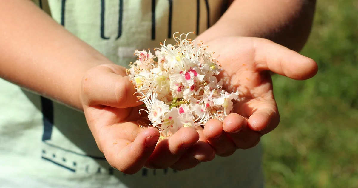 deadheading plants may