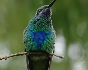 9 Hummingbird Nest Essentials You Must Know
