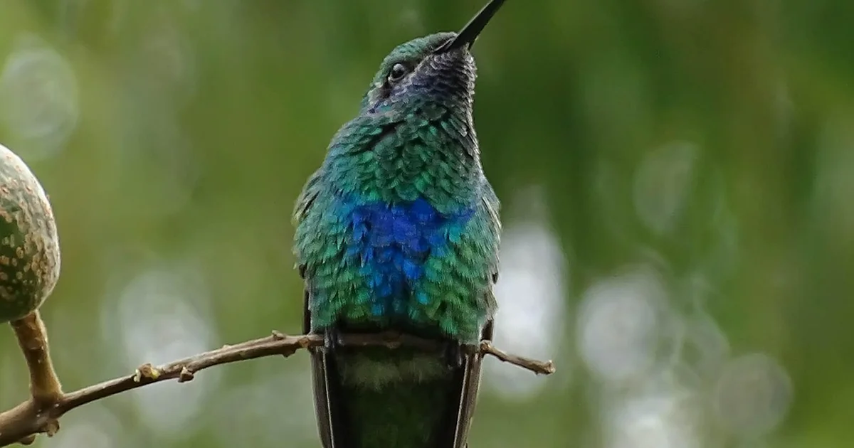 hummingbird fluff cloud