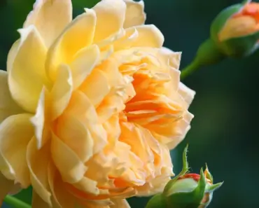 7 Ways Linda’s 104-Rose Georgia Garden Amazes (Part 1) 7 Ways Linda’s 104-Rose Georgia Garden Amazes (Part 1)