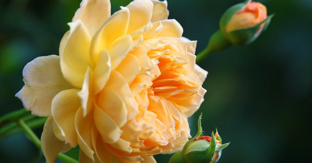 linda hagler rose garden