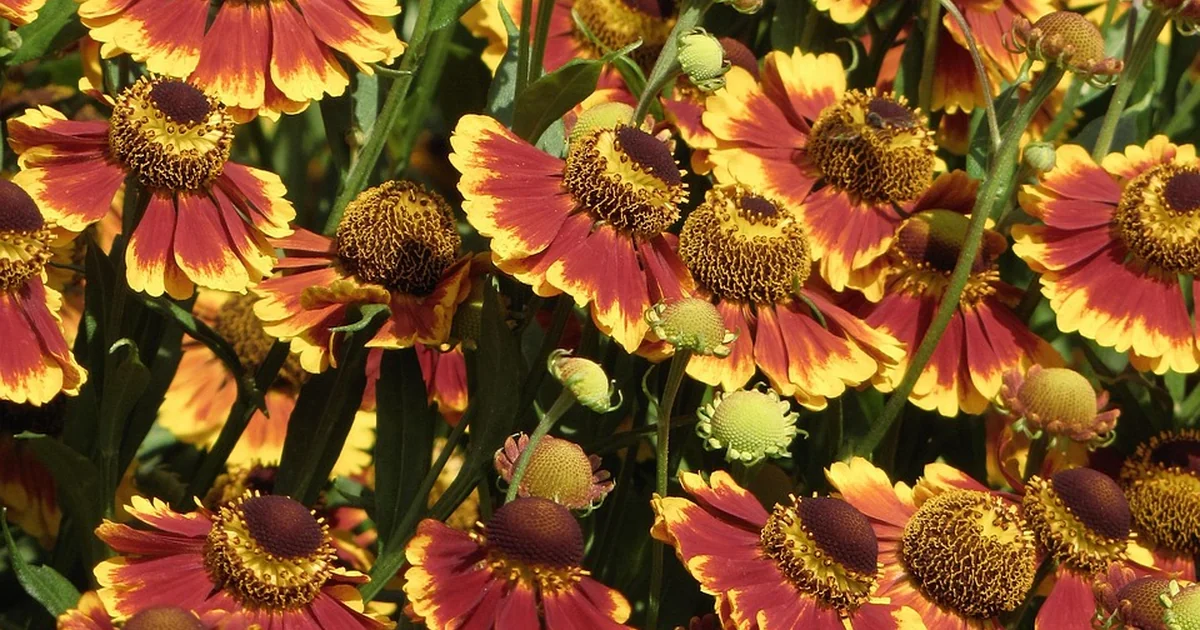 7 Stunning Crops for Flower Borders