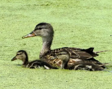 7 Easy Spring Wins for Bird Lovers
