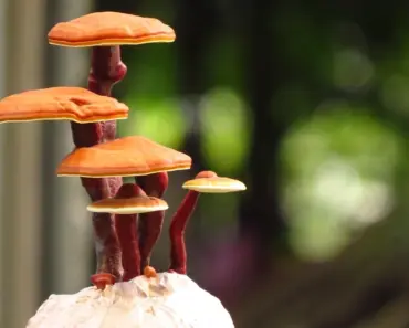 5 Stunning Flowering Bonsai Trees Even Beginners Can Grow 5 Stunning Flowering Bonsai Trees Even Beginners Can Grow