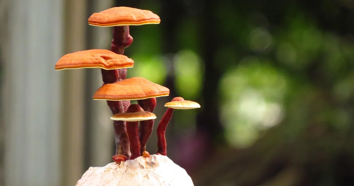 flowering bonsai for beginners