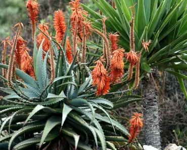 7 Tough Trees That Handle Any Weather 7 Tough Trees That Handle Any Weather