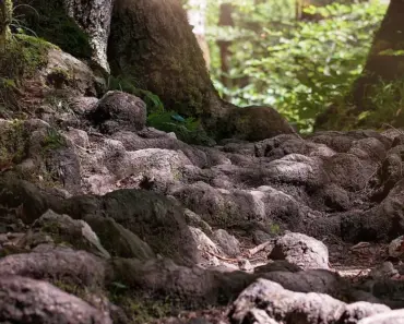 3 Safe & Efficient Tree Root Killing Tips 3 Safe & Efficient Tree Root Killing Tips
