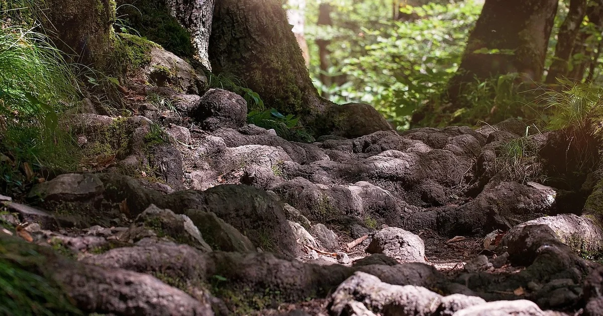 kill tree roots