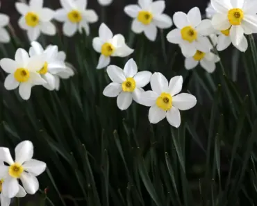 Spring Perennial Pruning Done Right: 7 Tips Spring Perennial Pruning Done Right: 7 Tips