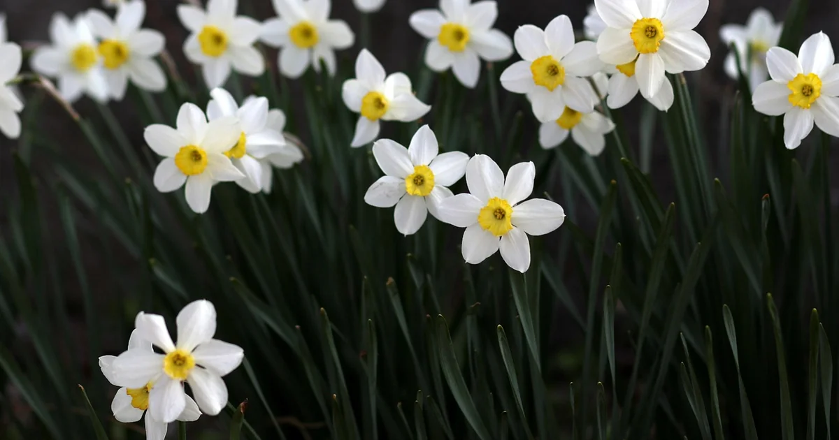 spring perennial pruning