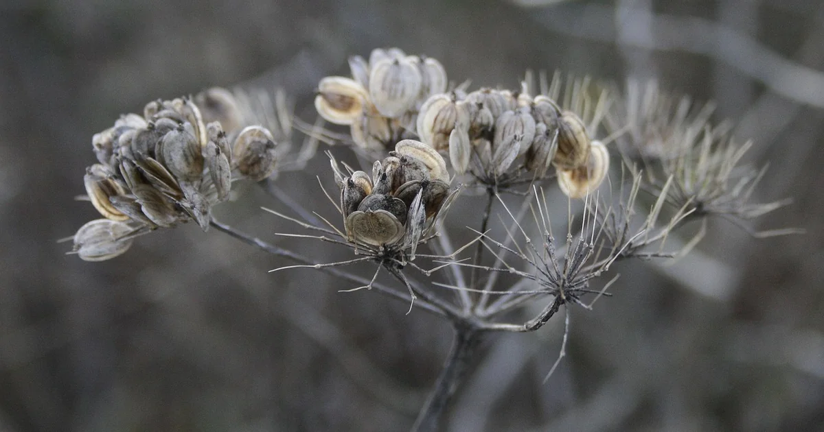 may seed starting
