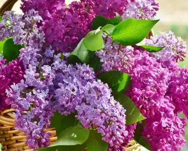 9 Editor-Approved Fragrances for Mother’s Day 2026