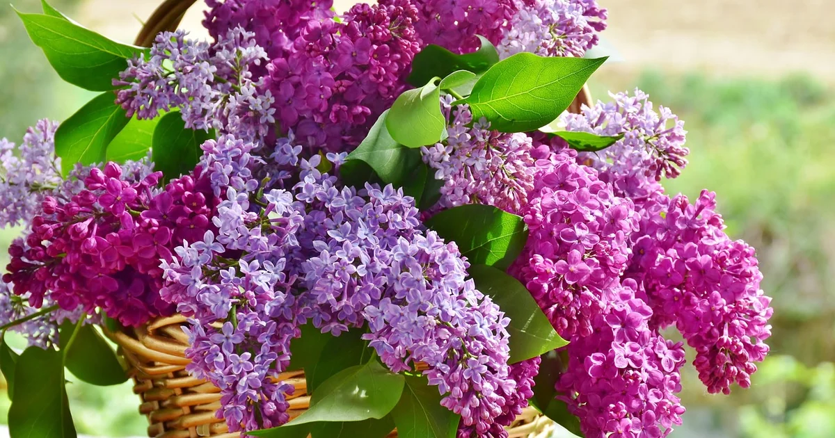 mothers day fragrances