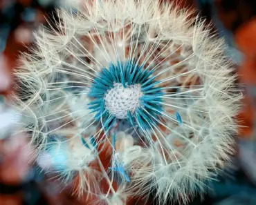 Plant These 9 Flower Seeds in May for Nonstop Summer Color Plant These 9 Flower Seeds in May for Nonstop Summer Color