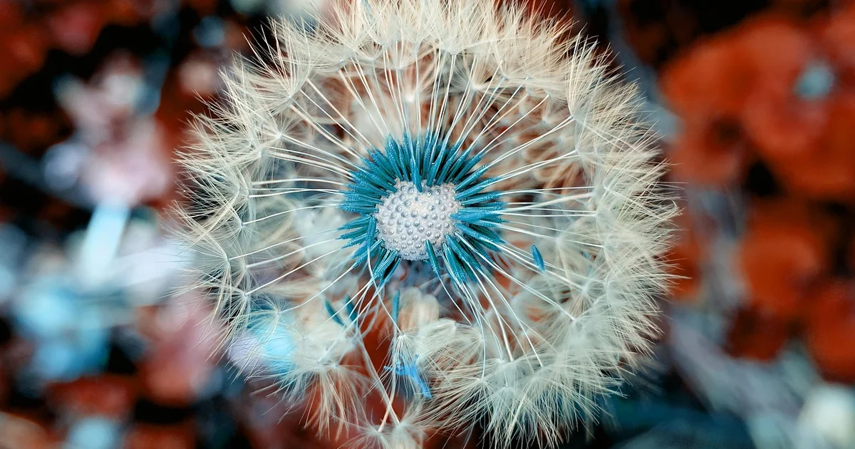 flower seeds to plant