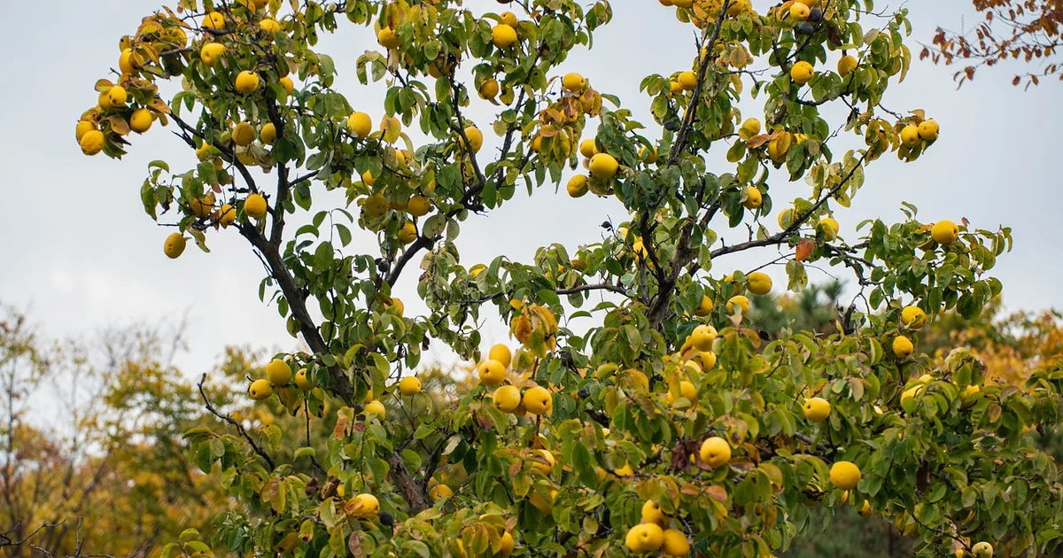 passion fruit perfume