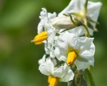 23 Best Companion Plants for Potatoes 23 Best Companion Plants for Potatoes