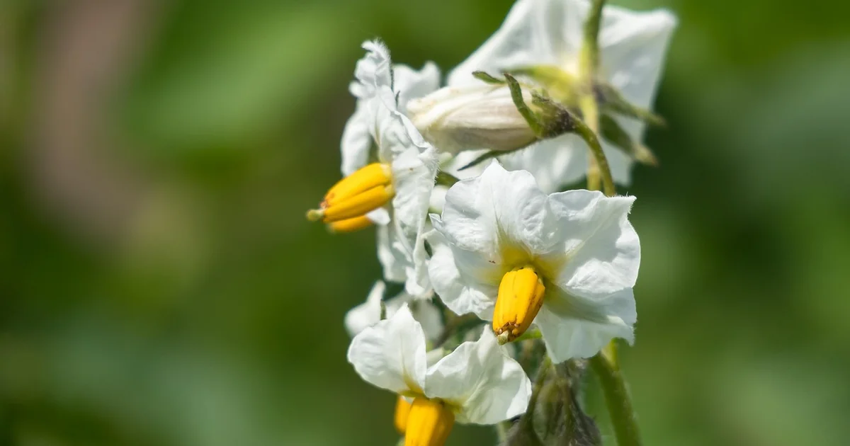 potato companion plants