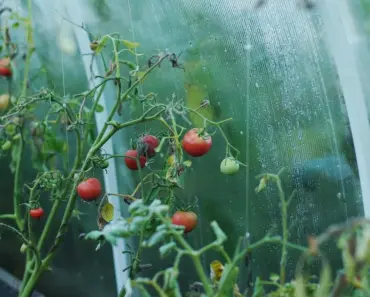7 Favorite Tomato Varieties for Raised Beds