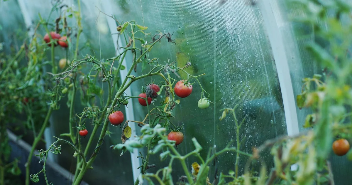 tomatoes for raised beds