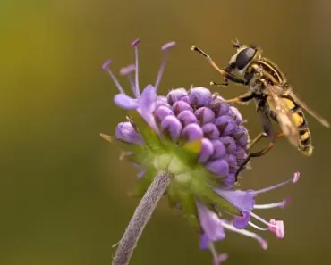 7 Plants That Keep Flies Away Naturally 7 Plants That Keep Flies Away Naturally