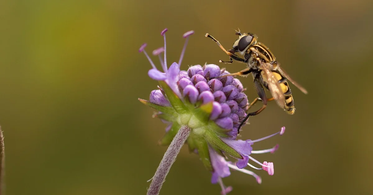 fly repelling plants