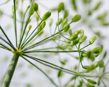 7 Best Companion Plants for Dill (Boost Growth)