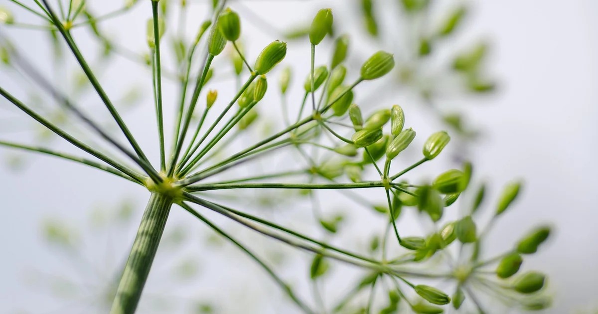 dill companion plants