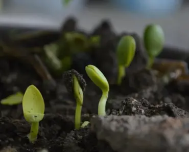 9 Best Soil Moisture Meters, Tested by The Spruce