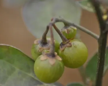 5 Types of Weeds Growing in Your Garden