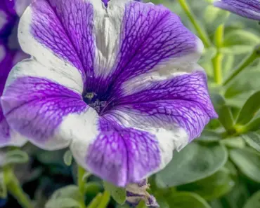 Here’s 5 Sources for Firefly Petunia That Glows in the Dark Here’s 5 Sources for Firefly Petunia That Glows in the Dark