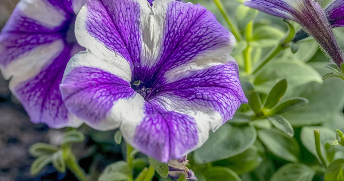 firefly petunia sources