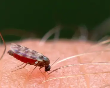 5 Ways to Get Rid of Gnats in Your Kitchen Like a Pro