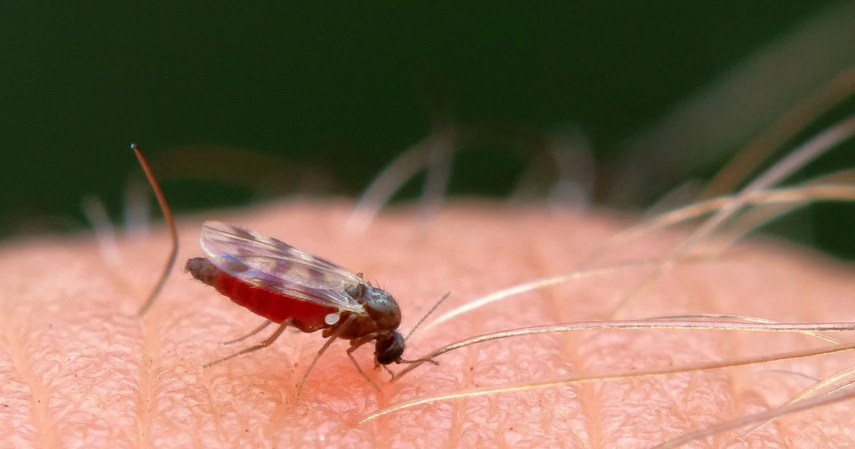 kitchen gnats