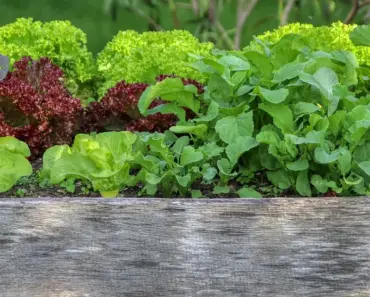 5 Most Common Raised Bed Mistakes (Fixed)