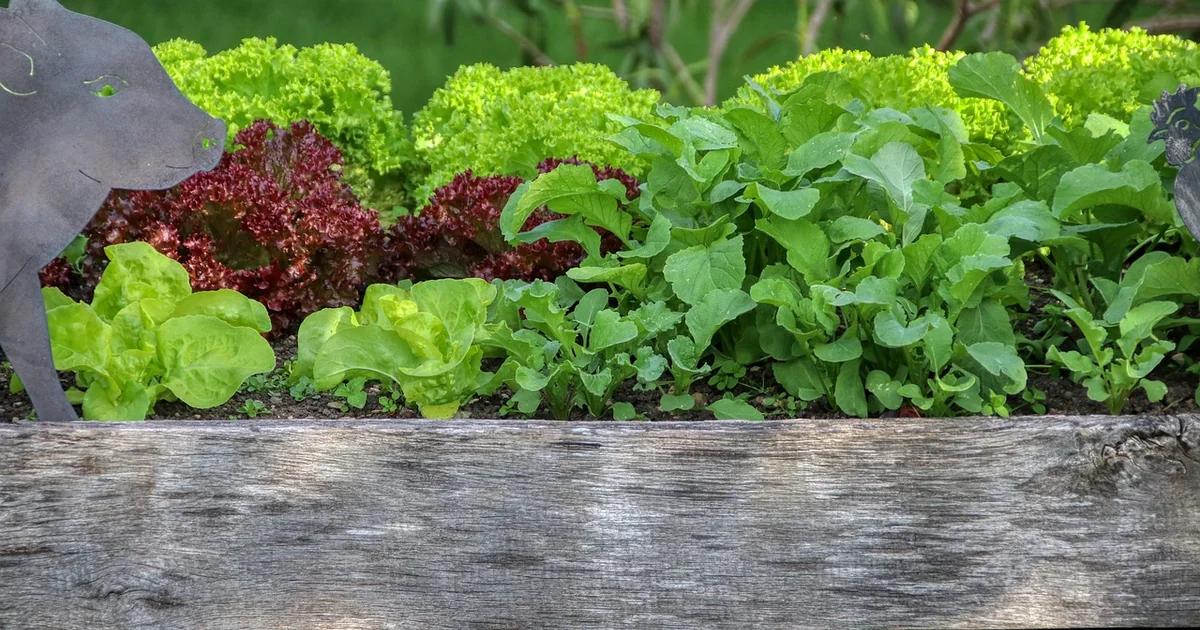 raised bed mistakes