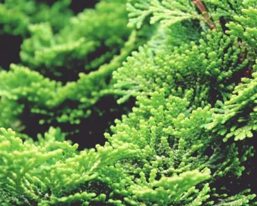 7 Types of Cypress Trees You Can Easily Grow