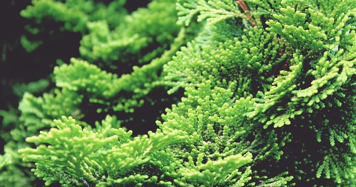 cypress tree types