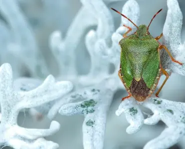 5 Easy Bug Fan Hacks for Your ALDI Backyard