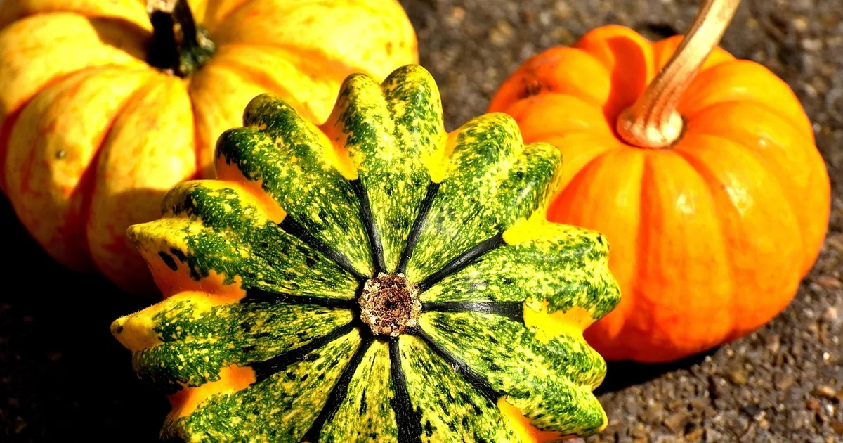 squash trap crop