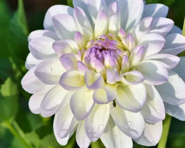 Don’t Plant Dahlias Before You’ve Made This One Vital Check!