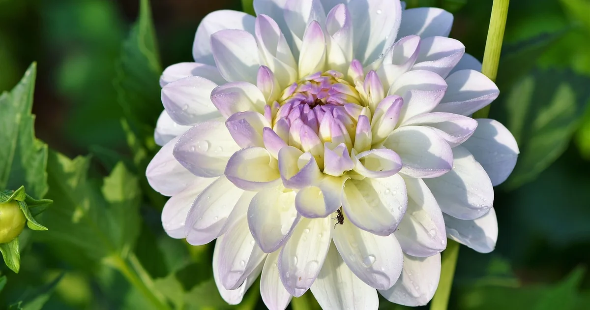 dahlia tuber viability